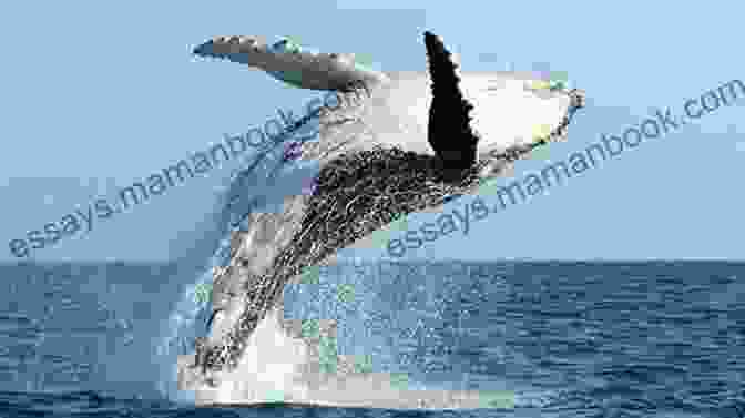 A Humpback Whale Breaching The Ocean's Surface Little Narwhal S Day: A Secret Creatures