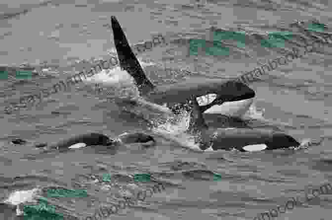 A Pod Of Orcas Swimming Together Little Narwhal S Day: A Secret Creatures