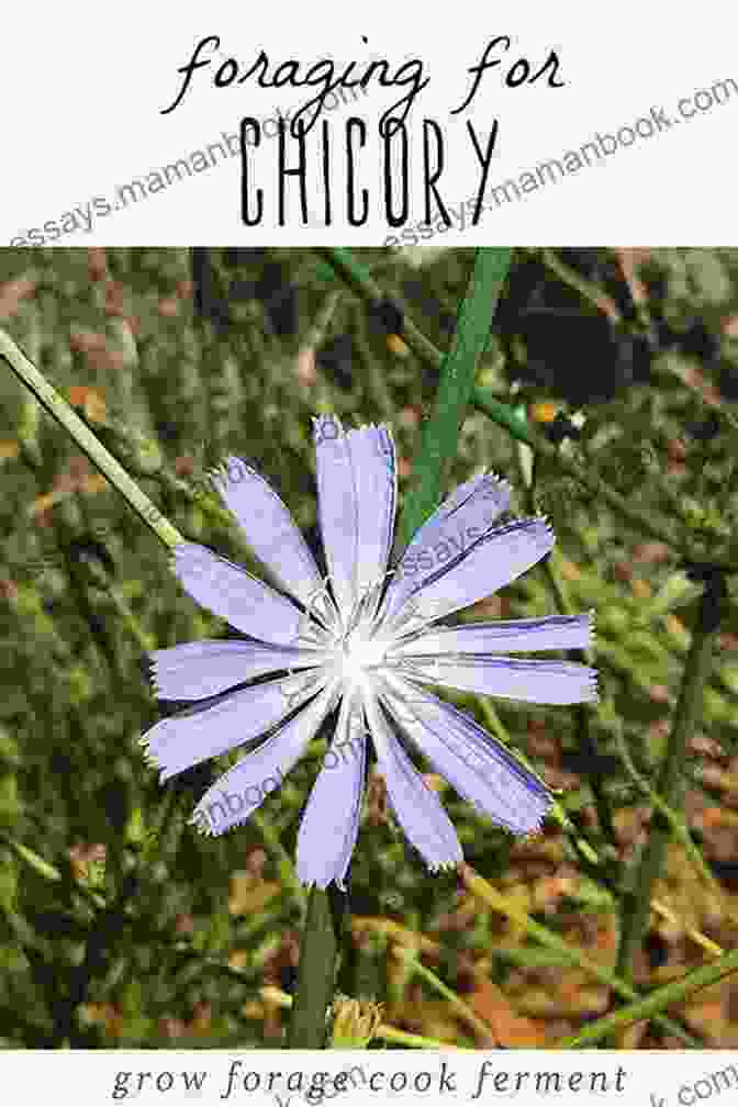 Chicory Root Foraging With Kids: 52 Wild And Free Edibles To Enjoy With Your Children