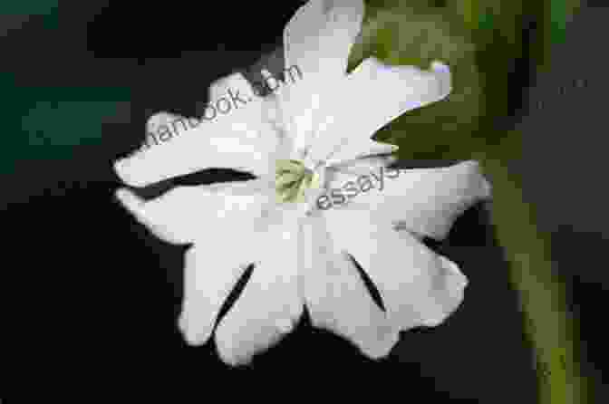 Close Up Photograph Of A White Campion Flower In Bloom, Its Delicate Petals Unfurling Against A Soft Green Background. White Campion Donald Revell