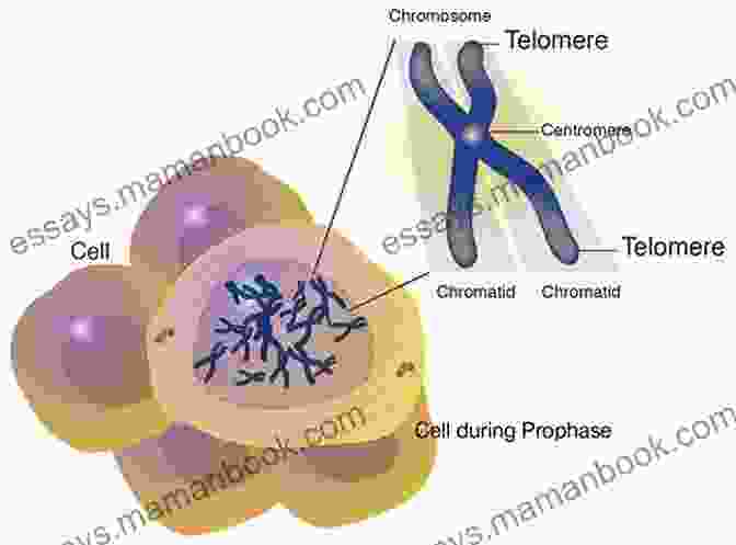 Diagram Of A Telomere Showing Its Structure And How It Protects The Chromosome Understanding Telomeres: The Science Of Aging Well