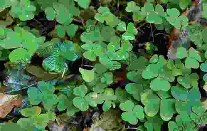 Wood Sorrel Foraging With Kids: 52 Wild And Free Edibles To Enjoy With Your Children